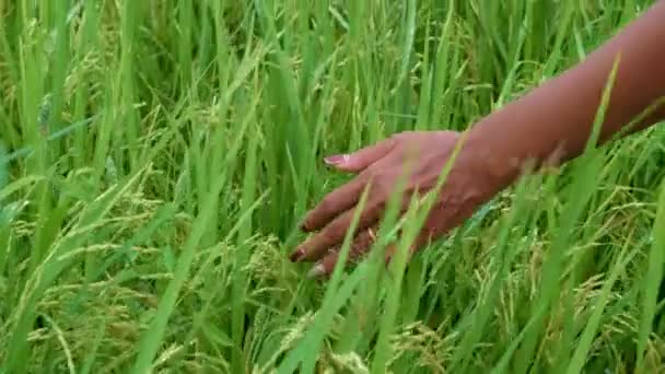 Asian Women Hand Beautiful Green Paddy Field Thailand Women Walking — Vídeo de Stock