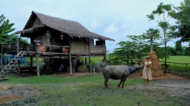 home stay farm between green paddy fields in Thailand, beautiful farm with green rice field. Asian women feeding buffalo