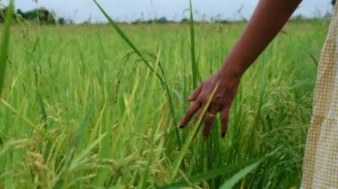 Asian women hand in a beautiful green paddy field in Thailand, women walking at the rice field. 