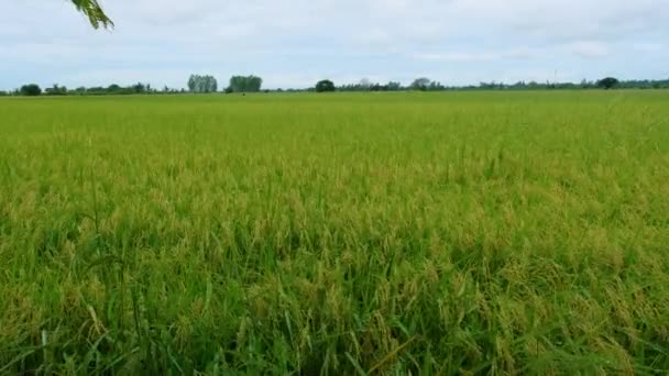 Beautiful Green Paddy Field Thailand Green Rice Field Monsoon Rainy — Video Stock
