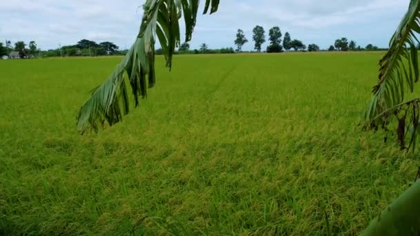 Όμορφο Πράσινο Ορυζώνα Τομέα Στην Ταϊλάνδη Πράσινο Ρύζι Τομέα Κατά — Αρχείο Βίντεο