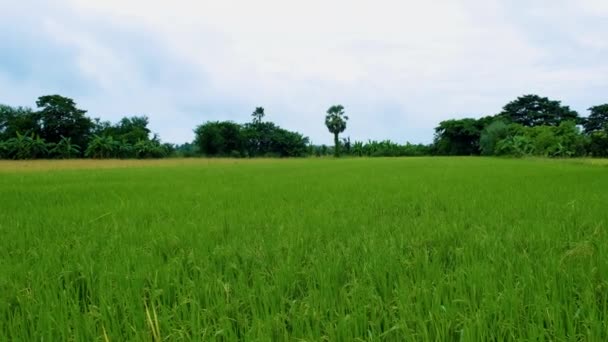Beautiful Green Paddy Field Thailand Green Rice Field Monsoon Rainy — 비디오