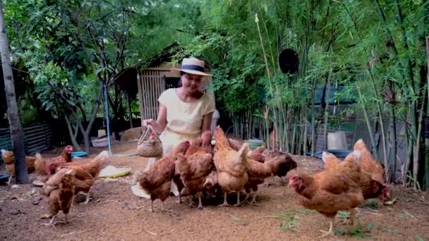 Asian Women Feeding Chicken Farm Women Feeding Chicken Eco Farm — Stockvideo