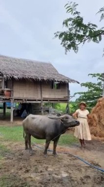 home stay farm between green paddy fields in Thailand, beautiful farm with green rice field. Asian women feeding buffalo. Huge buffalo at an eco farm in Thailand