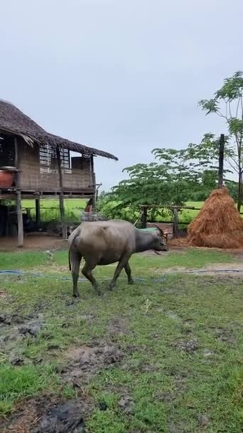 Home Stay Farm Green Paddy Fields Thailand Beautiful Farm Green — Stok video