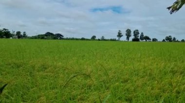 Beautiful green paddy field in Thailand, green rice field during monsoon rainy season in Thailand. 