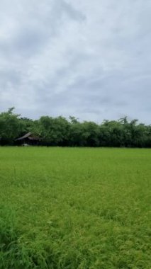 Rain at a rice field during monsoon season, Beautiful green paddy field in Thailand, green rice field during monsoon rainy season in at an eco farm in Thailand. 