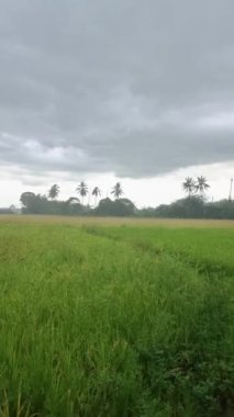 Rain at a rice field during monsoon season, Beautiful green paddy field in Thailand, green rice field during monsoon rainy season in Thailand. 