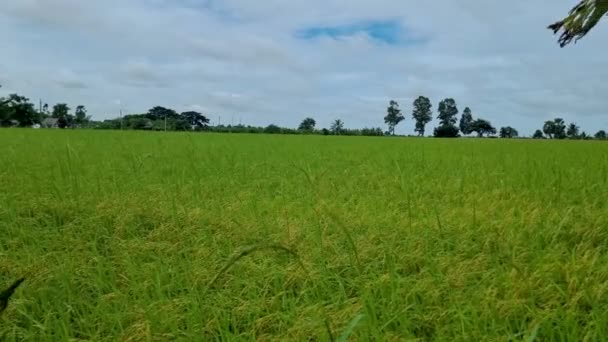 Beautiful Green Paddy Field Thailand Green Rice Field Monsoon Rainy — Video Stock