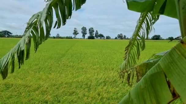 Beautiful Green Paddy Field Thailand Green Rice Field Monsoon Rainy — Video Stock