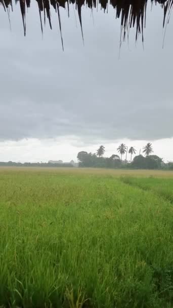 Rain Rice Field Monsoon Season Beautiful Green Paddy Field Thailand — ストック動画