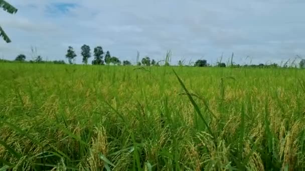 Beautiful Green Paddy Field Thailand Green Rice Field Monsoon Rainy — Video Stock