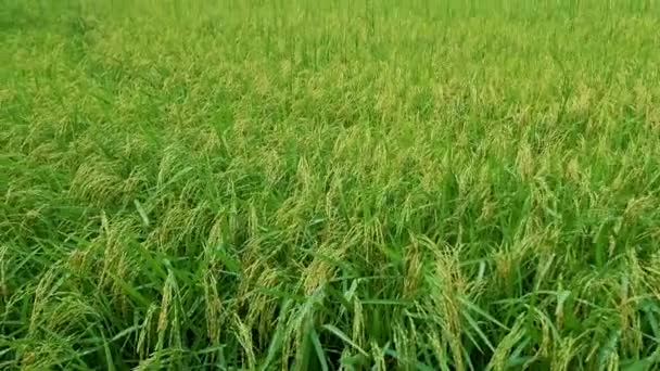Beautiful Green Paddy Field Thailand Green Rice Field Monsoon Rainy — Stock videók