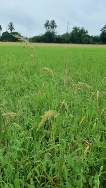 Rain Rice Field Monsoon Season Beautiful Green Paddy Field Thailand — 비디오