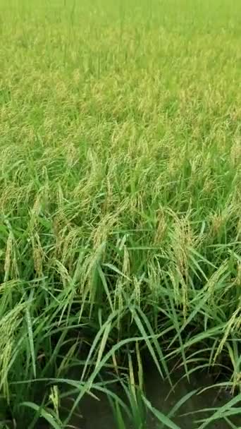 Βροχή Ένα Χωράφι Ρυζιού Κατά Διάρκεια Της Εποχής Μουσώνων Όμορφο — Αρχείο Βίντεο