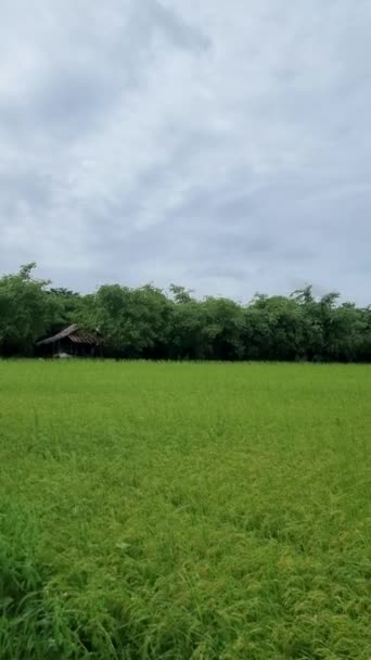 Rain Rice Field Monsoon Season Beautiful Green Paddy Field Thailand — Vídeo de Stock