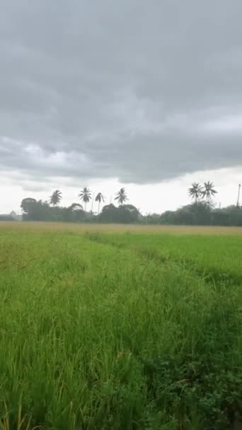 Rain Rice Field Monsoon Season Beautiful Green Paddy Field Thailand — Vídeo de Stock