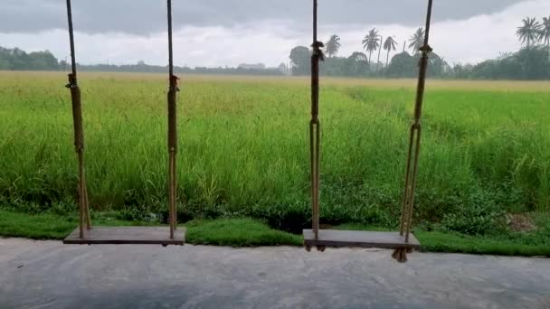 Swing Rice Field Monsoon Season Beautiful Green Paddy Field Thailand — Vídeo de Stock