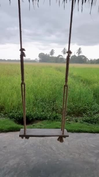 Swing Rice Field Monsoon Season Beautiful Green Paddy Field Thailand — Video Stock