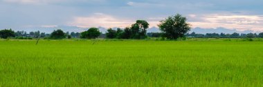 Rice field in central Thailand, paddy field of rice during rain monsoon season in Thailand. green paddy field 