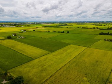 Rice field in central Thailand, paddy field of rice during rain monsoon season in Thailand. green paddy field 