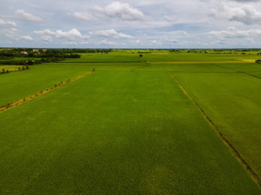 Rice field in central Thailand, paddy field of rice during rain monsoon season in Thailand. green paddy field 