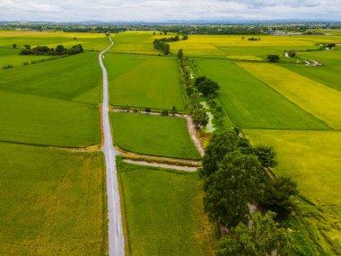 Rice field in central Thailand, paddy field of rice during rain monsoon season in Thailand. green paddy field 