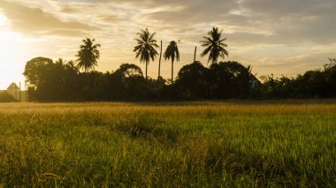 Rice field in central Thailand, paddy field of rice during rain monsoon season in Thailand. green paddy field 