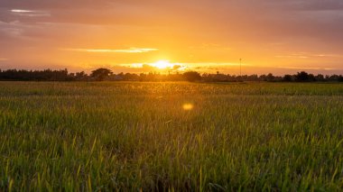 Rice field in central Thailand, paddy field of rice during rain monsoon season in Thailand. green paddy field 