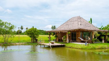 Eco farm homestay with a rice field in central Thailand, paddy field of rice during rain monsoon season in Thailand. 