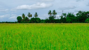 Rice field in central Thailand, paddy field of rice during rain monsoon season in Thailand. green paddy field 