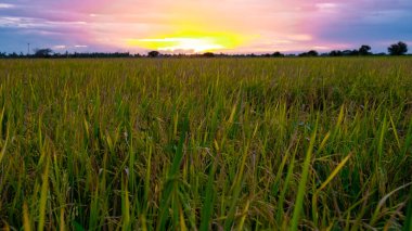 Rice field in central Thailand, paddy field of rice during rain monsoon season in Thailand. green paddy field 