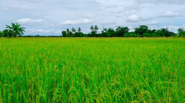 Rice field in central Thailand, paddy field of rice during rain monsoon season in Thailand. green paddy field 
