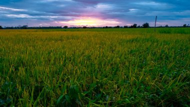 Rice field in central Thailand, paddy field of rice during rain monsoon season in Thailand. green paddy field 