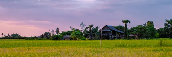 Rice field in central Thailand, paddy field of rice during rain monsoon season in Thailand. green paddy field