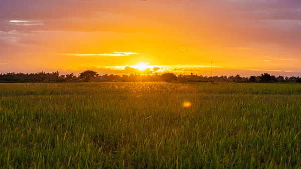 Rice Field Central Thailand Paddy Field Rice Rain Monsoon Season — Stock fotografie