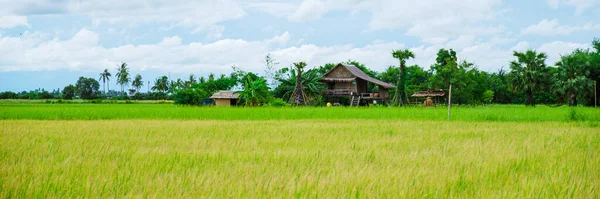Eco Farm Homestay Rice Field Central Thailand Paddy Field Rice — Stockfoto