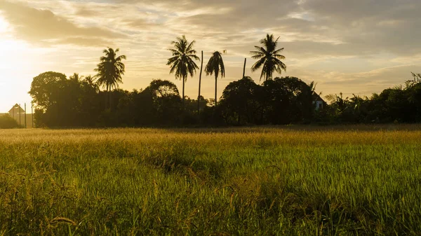 Rice Field Central Thailand Paddy Field Rice Rain Monsoon Season — Stockfoto