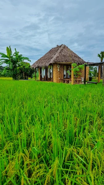 Эко Ферма Рисовым Полем Центральной Части Таиланда Рисовое Поле Время — стоковое фото