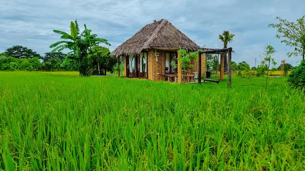 Eco farm homestay with a rice field in central Thailand, paddy field of rice during rain monsoon season in Thailand.