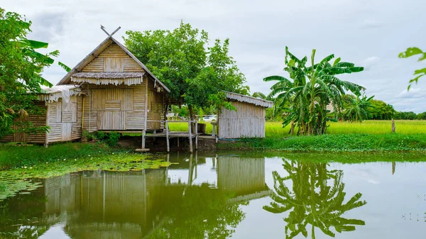 Eco Farm Homestay Rice Field Central Thailand Paddy Field Rice — Stockfoto