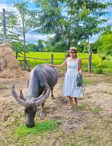 Eco farm homestay with a rice field in central Thailand, paddy field of rice during rain monsoon season in Thailand. Asian woman at a homestay farm in Thailand with a buffalo