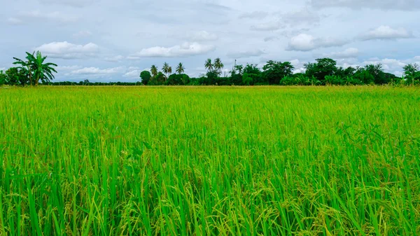 Rice field in central Thailand, paddy field of rice during rain monsoon season in Thailand. green paddy field