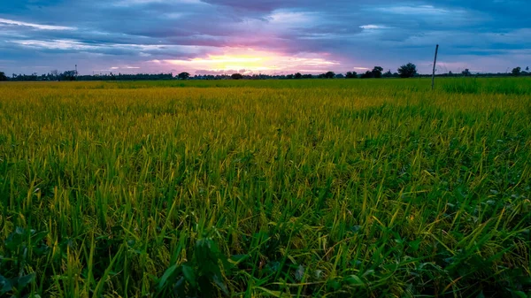 Rice Field Central Thailand Paddy Field Rice Rain Monsoon Season — Photo
