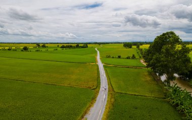 Drone aerial view of green paddy rice field in Thailand, men and woman walking road between rice fields