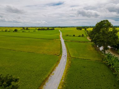 Drone aerial view of green paddy rice field in Thailand, men and woman walking road between rice fields
