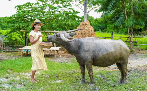 Eco farm homestay with a rice field in central Thailand, paddy field of rice during rain monsoon season in Thailand. Asian woman at a homestay farm in Thailand with a buffalo