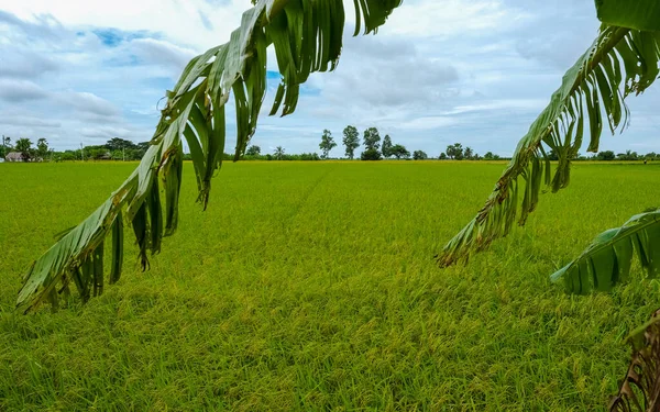 Rice field in central Thailand, paddy field of rice during rain monsoon season in Thailand. green paddy field