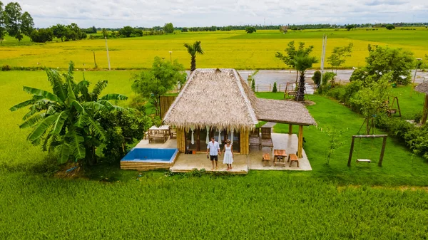Эко Ферма Рисовым Полем Центральной Части Таиланда Урожайное Рисовое Поле — стоковое фото