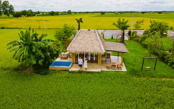 Эко Ферма Рисовым Полем Центральной Части Таиланда Урожайное Рисовое Поле — стоковое фото